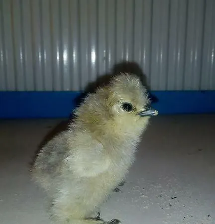 Afionas